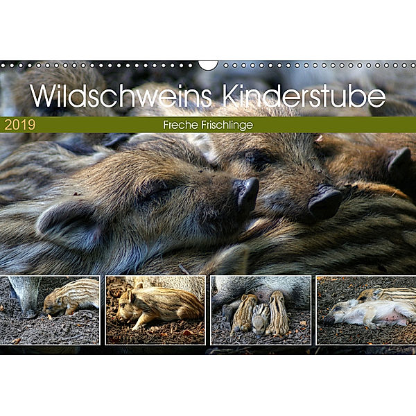 Wildschweins Kinderstube - Freche Frischlinge (Wandkalender 2019 DIN A3 quer), Peter Hebgen
