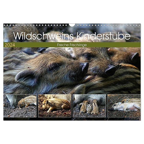 Wildschweins Kinderstube - Freche Frischlinge (Wandkalender 2024 DIN A3 quer), CALVENDO Monatskalender, Peter Hebgen