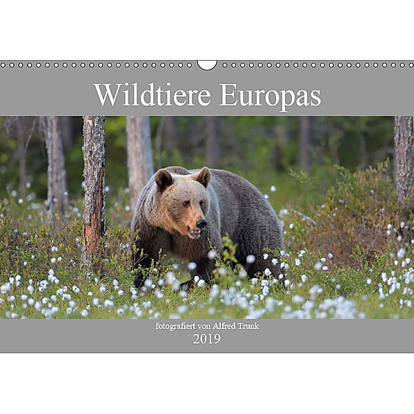 Wildtiere Europas (Wandkalender 2019 DIN A3 quer), Alfred Trunk