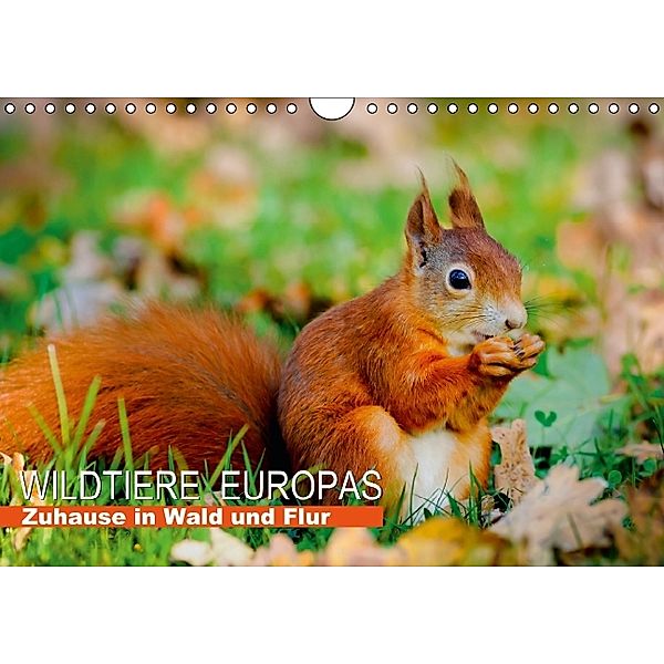 Wildtiere Europas - Zuhause in Wald und Flur (Wandkalender 2014 DIN A4 quer)