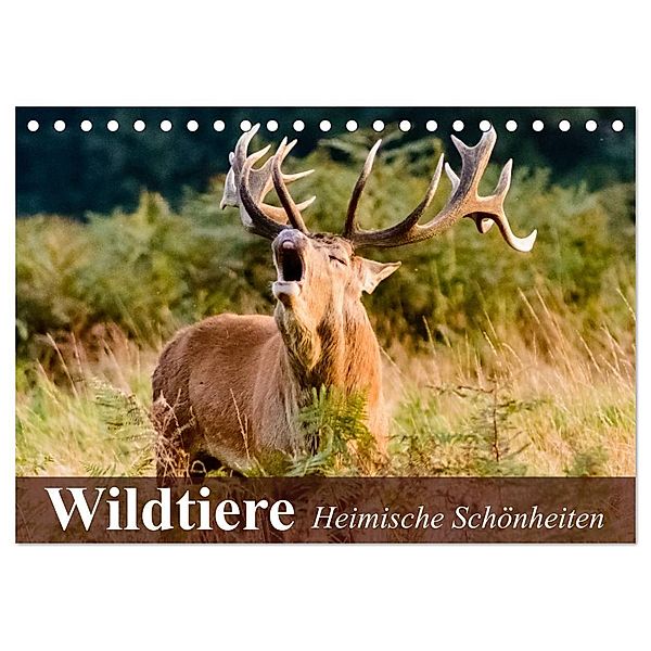 Wildtiere. Heimische Schönheiten (Tischkalender 2024 DIN A5 quer), CALVENDO Monatskalender, Elisabeth Stanzer