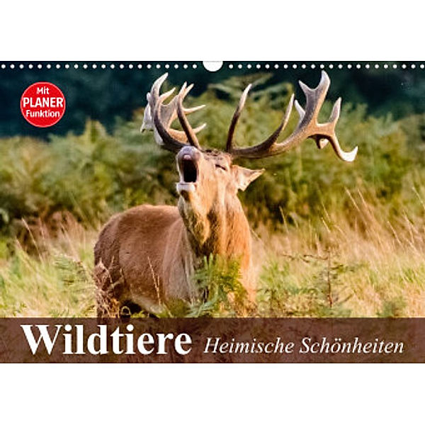 Wildtiere. Heimische Schönheiten (Wandkalender 2022 DIN A3 quer), Elisabeth Stanzer