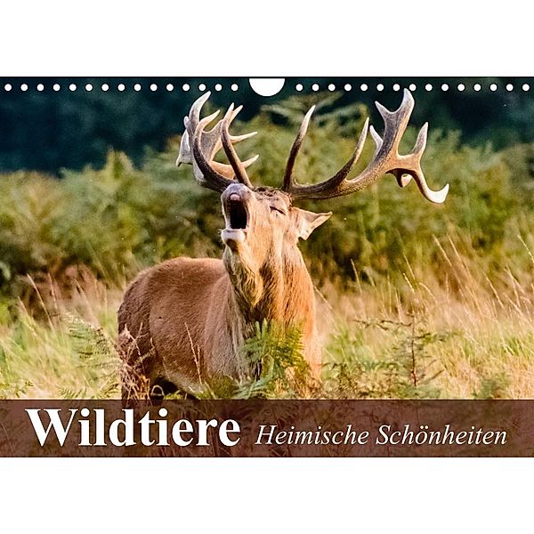 Wildtiere. Heimische Schönheiten (Wandkalender 2023 DIN A4 quer), Elisabeth Stanzer