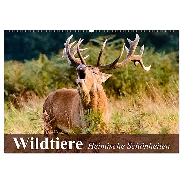 Wildtiere. Heimische Schönheiten (Wandkalender 2024 DIN A2 quer), CALVENDO Monatskalender, Elisabeth Stanzer