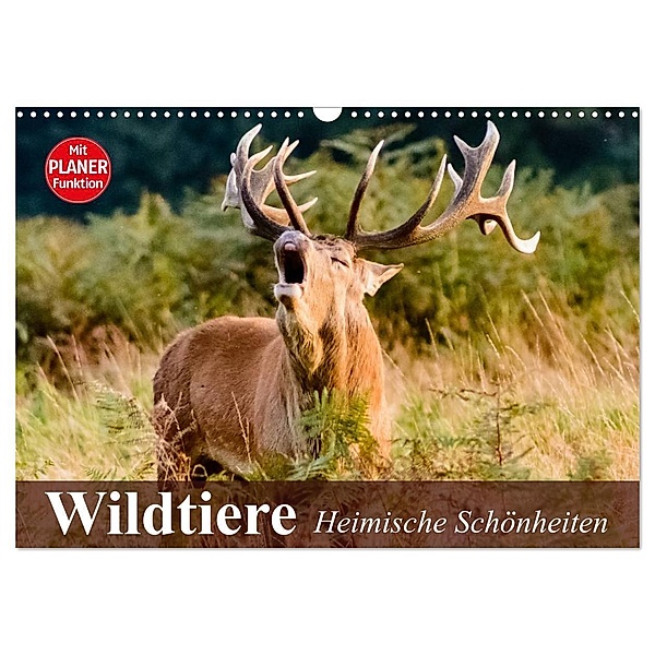 Wildtiere. Heimische Schönheiten (Wandkalender 2024 DIN A3 quer), CALVENDO Monatskalender, Elisabeth Stanzer