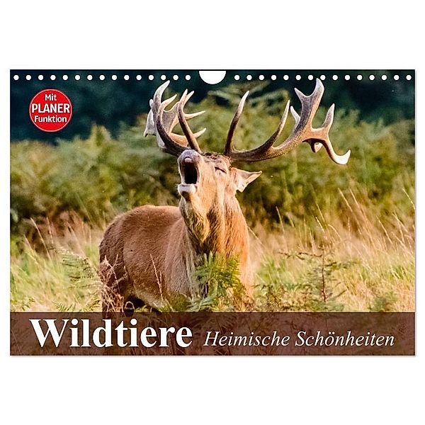 Wildtiere. Heimische Schönheiten (Wandkalender 2024 DIN A4 quer), CALVENDO Monatskalender, Elisabeth Stanzer