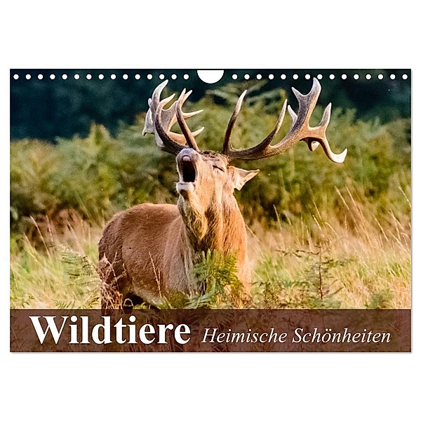 Wildtiere. Heimische Schönheiten (Wandkalender 2024 DIN A4 quer), CALVENDO Monatskalender, Elisabeth Stanzer