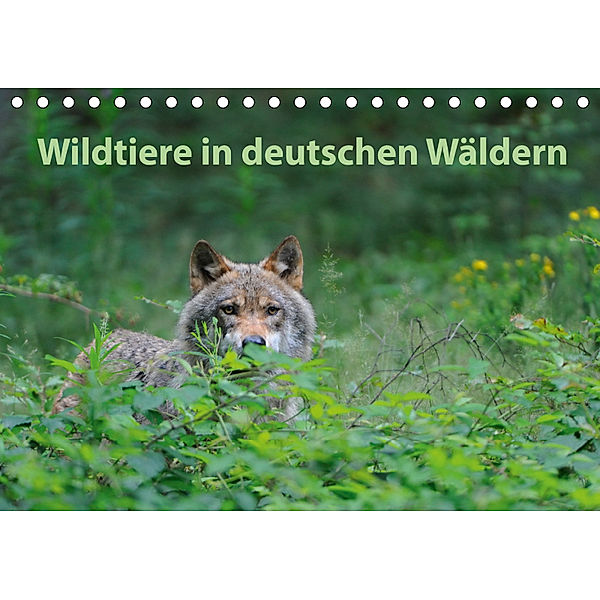 Wildtiere in deutschen Wäldern (Tischkalender 2019 DIN A5 quer), Karin Jähne