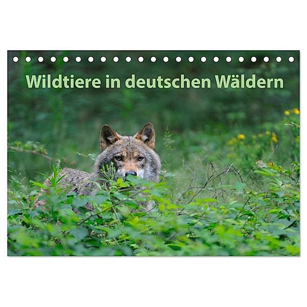 Wildtiere in deutschen Wäldern (Tischkalender 2024 DIN A5 quer), CALVENDO Monatskalender, Karin Jähne