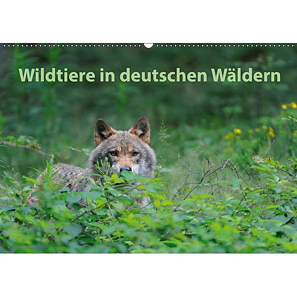 Wildtiere in deutschen Wäldern (Wandkalender 2019 DIN A2 quer), Karin Jähne