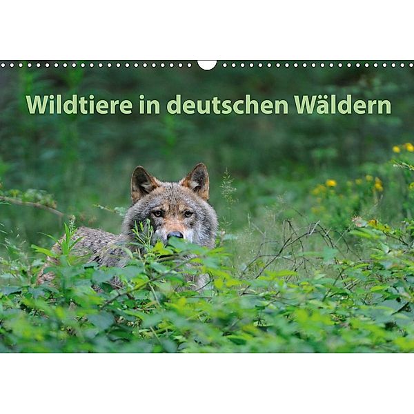 Wildtiere in deutschen Wäldern (Wandkalender 2020 DIN A3 quer), Karin Jähne