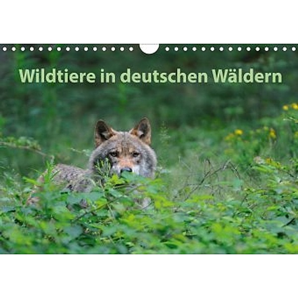 Wildtiere in deutschen Wäldern (Wandkalender 2020 DIN A4 quer), Karin Jähne