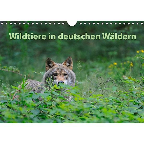 Wildtiere in deutschen Wäldern (Wandkalender 2023 DIN A4 quer), Karin Jähne