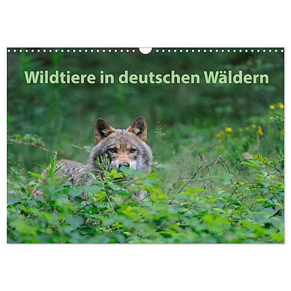 Wildtiere in deutschen Wäldern (Wandkalender 2024 DIN A3 quer), CALVENDO Monatskalender, Karin Jähne