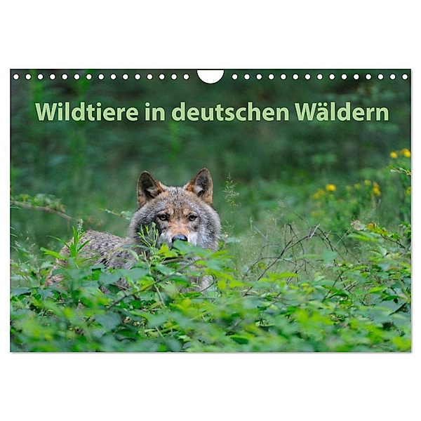 Wildtiere in deutschen Wäldern (Wandkalender 2024 DIN A4 quer), CALVENDO Monatskalender, Karin Jähne