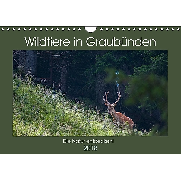 Wildtiere in Graubünden - Die Natur entdecken! (Wandkalender 2018 DIN A4 quer), Jürg Plattner