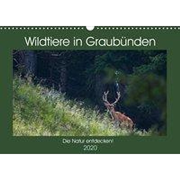 Wildtiere in Graubünden - Die Natur entdecken! (Wandkalender 2020 DIN A3 quer), Jürg Plattner