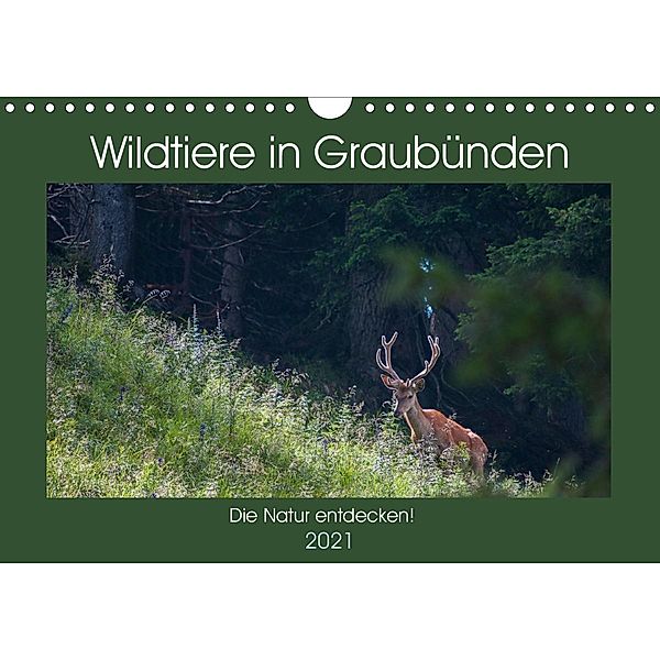 Wildtiere in Graubünden - Die Natur entdecken! (Wandkalender 2021 DIN A4 quer), www.naturfoto-plattner.ch Jürg Plattner