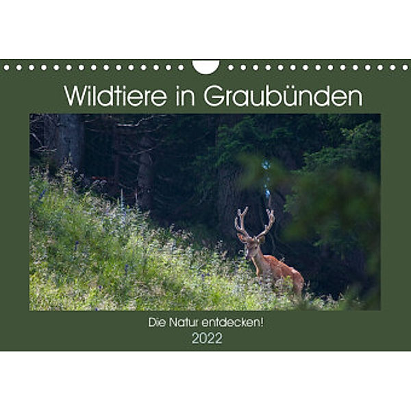 Wildtiere in Graubünden - Die Natur entdecken! (Wandkalender 2022 DIN A4 quer), www.naturfoto-plattner.ch Jürg Plattner