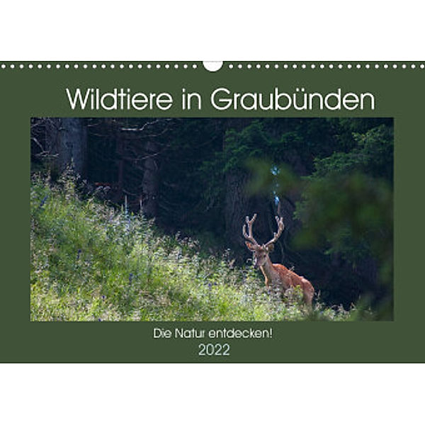 Wildtiere in Graubünden - Die Natur entdecken! (Wandkalender 2022 DIN A3 quer), www.naturfoto-plattner.ch Jürg Plattner