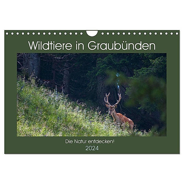 Wildtiere in Graubünden - Die Natur entdecken! (Wandkalender 2024 DIN A4 quer), CALVENDO Monatskalender, www.naturfoto-plattner.ch Jürg Plattner