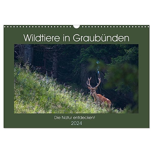 Wildtiere in Graubünden - Die Natur entdecken! (Wandkalender 2024 DIN A3 quer), CALVENDO Monatskalender, www.naturfoto-plattner.ch Jürg Plattner
