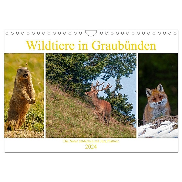 Wildtiere in Graubünden. Die Natur entdecken mit Jürg Plattner (Wandkalender 2024 DIN A4 quer), CALVENDO Monatskalender, Jürg Plattner