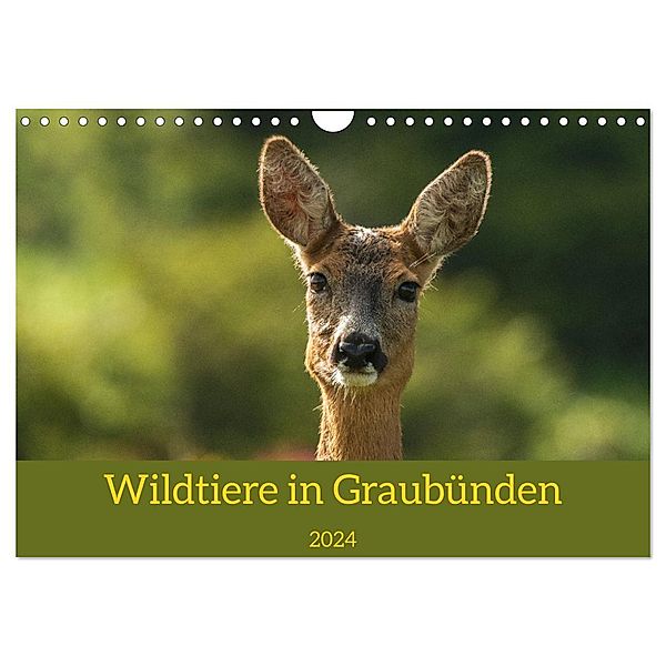 Wildtiere in Graubünden (Wandkalender 2024 DIN A4 quer), CALVENDO Monatskalender, Jürg Plattner