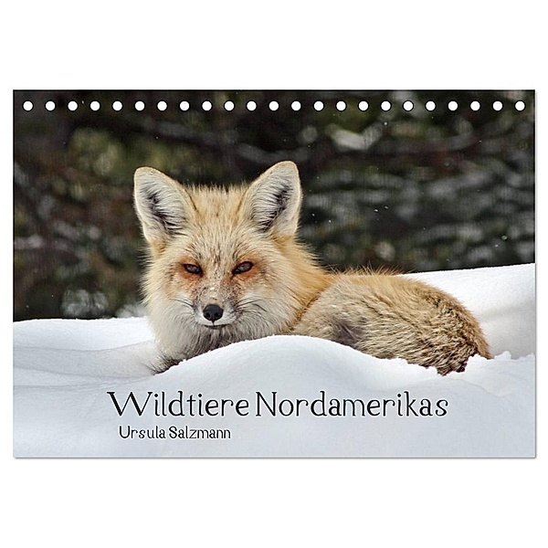 Wildtiere Nordamerikas (Tischkalender 2024 DIN A5 quer), CALVENDO Monatskalender, Ursula Salzmann