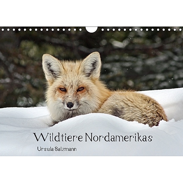 Wildtiere Nordamerikas (Wandkalender 2018 DIN A4 quer) Dieser erfolgreiche Kalender wurde dieses Jahr mit gleichen Bilde, Ursula Salzmann