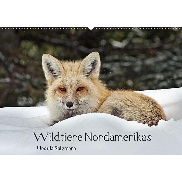 Wildtiere Nordamerikas (Wandkalender 2020 DIN A2 quer), Ursula Salzmann