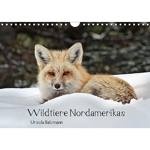 Wildtiere Nordamerikas (Wandkalender 2020 DIN A4 quer), Ursula Salzmann