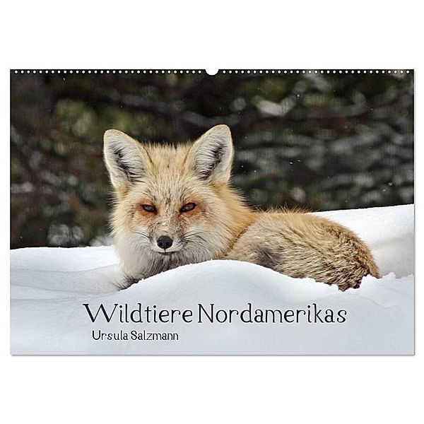 Wildtiere Nordamerikas (Wandkalender 2024 DIN A2 quer), CALVENDO Monatskalender, Ursula Salzmann