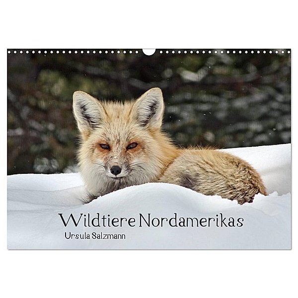 Wildtiere Nordamerikas (Wandkalender 2024 DIN A3 quer), CALVENDO Monatskalender, Ursula Salzmann
