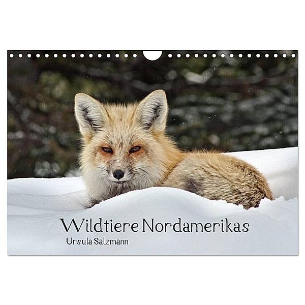 Wildtiere Nordamerikas (Wandkalender 2024 DIN A4 quer), CALVENDO Monatskalender, Ursula Salzmann