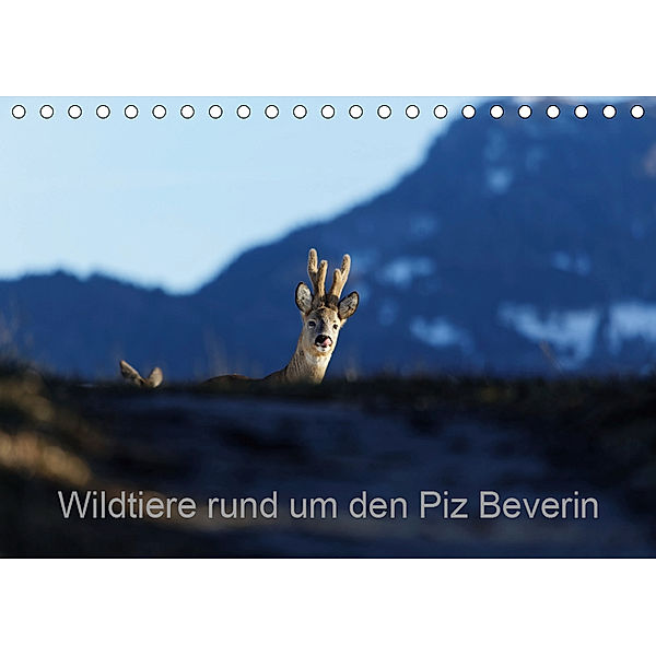 Wildtiere rund um den Piz BeverinCH-Version (Tischkalender 2019 DIN A5 quer), Christian Danuser