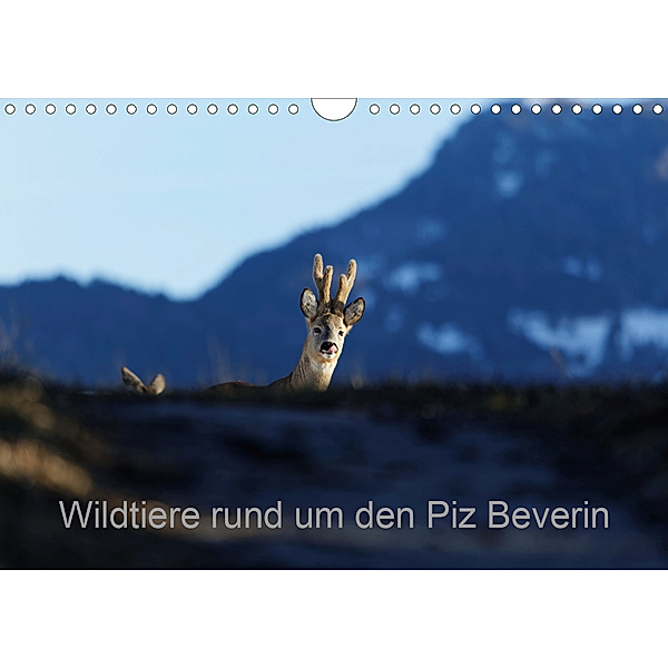 Wildtiere rund um den Piz BeverinCH-Version (Wandkalender 2020 DIN A4 quer), Christian Danuser