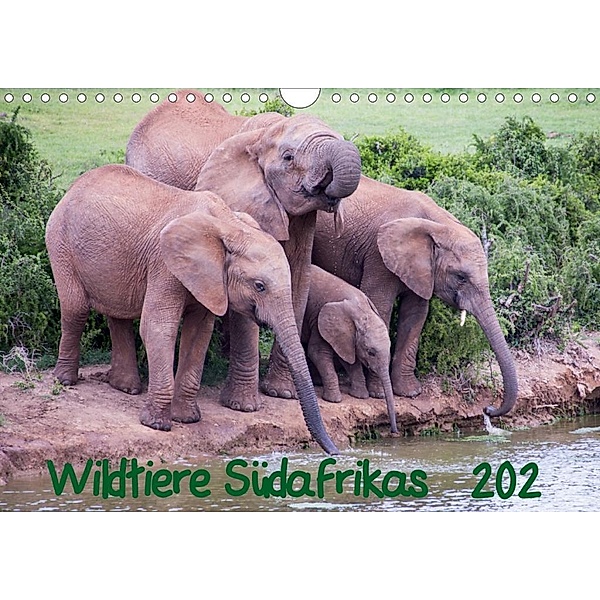 Wildtiere Südafrikas / Geburtstagskalender (Wandkalender 2020 DIN A4 quer), Robert Beringer