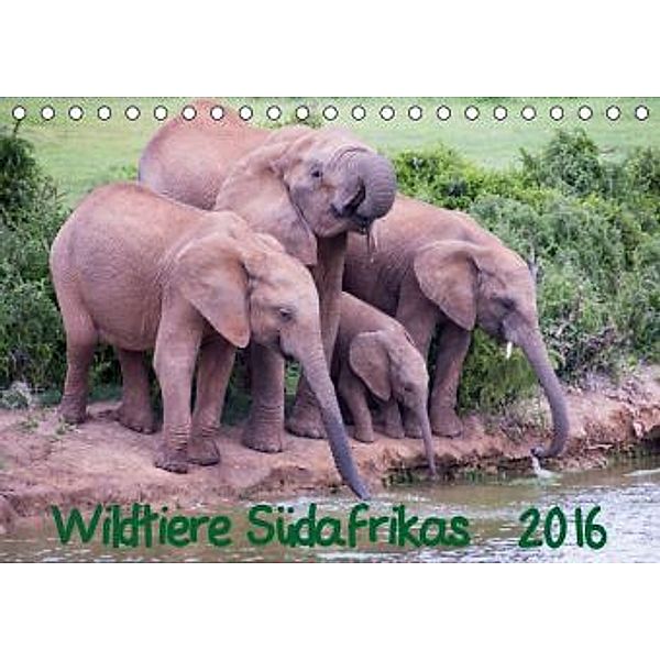 Wildtiere Südafrikas / Geburtstagskalender CH-Version (Tischkalender 2016 DIN A5 quer), Robert Beringer