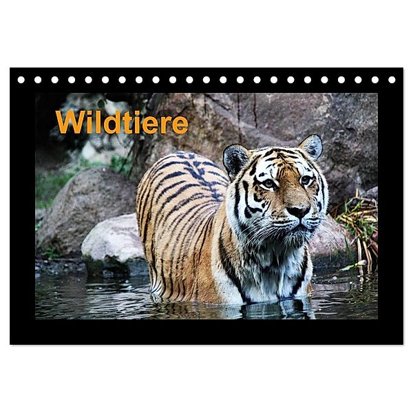 Wildtiere (Tischkalender 2024 DIN A5 quer), CALVENDO Monatskalender, www.cknof.de, Claudia Knof