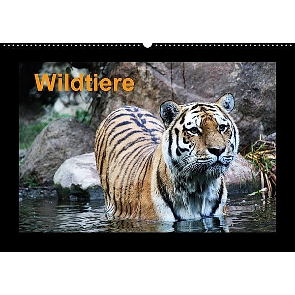 Wildtiere (Wandkalender 2017 DIN A2 quer), Claudia Knof
