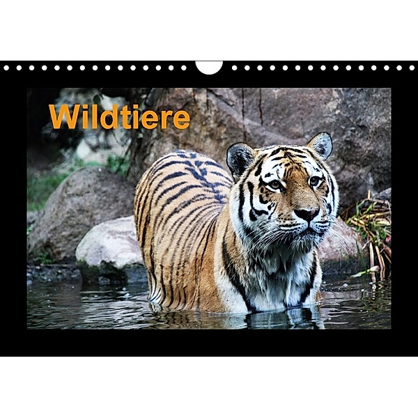 Wildtiere (Wandkalender 2018 DIN A4 quer), Claudia Knof