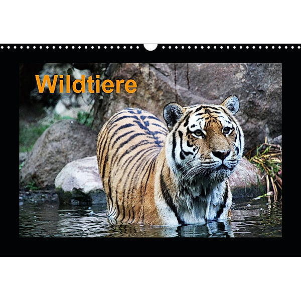 Wildtiere (Wandkalender 2019 DIN A3 quer), Claudia Knof