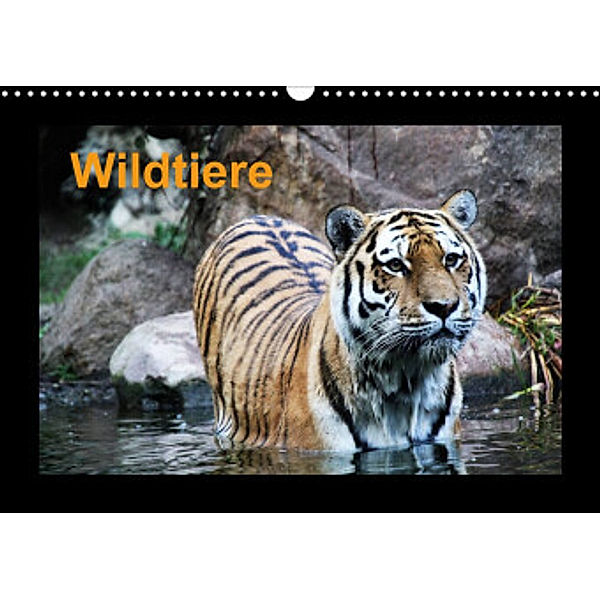 Wildtiere (Wandkalender 2022 DIN A3 quer), Claudia Knof, www.cknof.de