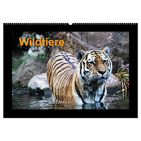 Wildtiere (Wandkalender 2024 DIN A2 quer), CALVENDO Monatskalender, www.cknof.de, Claudia Knof