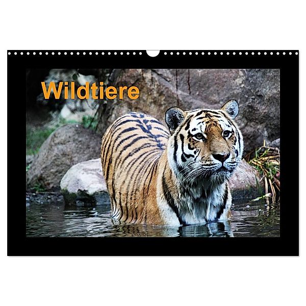 Wildtiere (Wandkalender 2024 DIN A3 quer), CALVENDO Monatskalender, www.cknof.de, Claudia Knof
