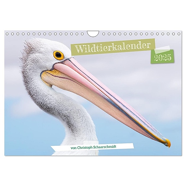 Wildtierkalender (Wandkalender 2025 DIN A4 quer), CALVENDO Monatskalender, Calvendo, Christoph Schaarschmidt