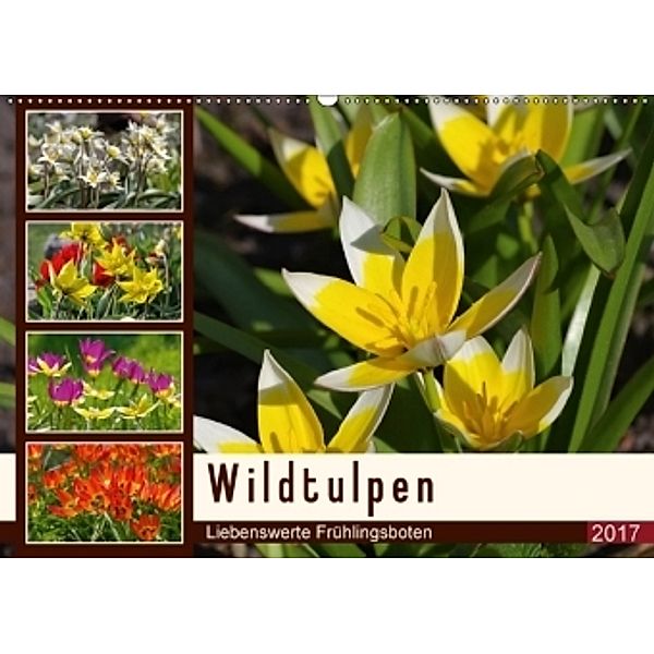 Wildtulpen - Liebenswerte Frühlingsboten (Wandkalender 2017 DIN A2 quer), LianeM