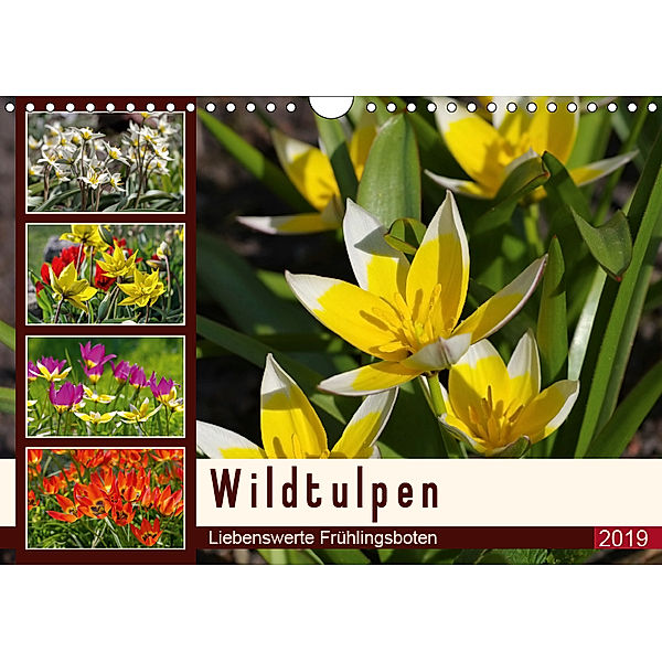 Wildtulpen - Liebenswerte Frühlingsboten (Wandkalender 2019 DIN A4 quer), LianeM