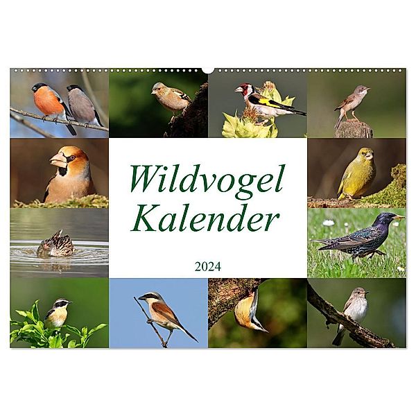 Wildvogelkalender (Wandkalender 2024 DIN A2 quer), CALVENDO Monatskalender, Leo Bucher